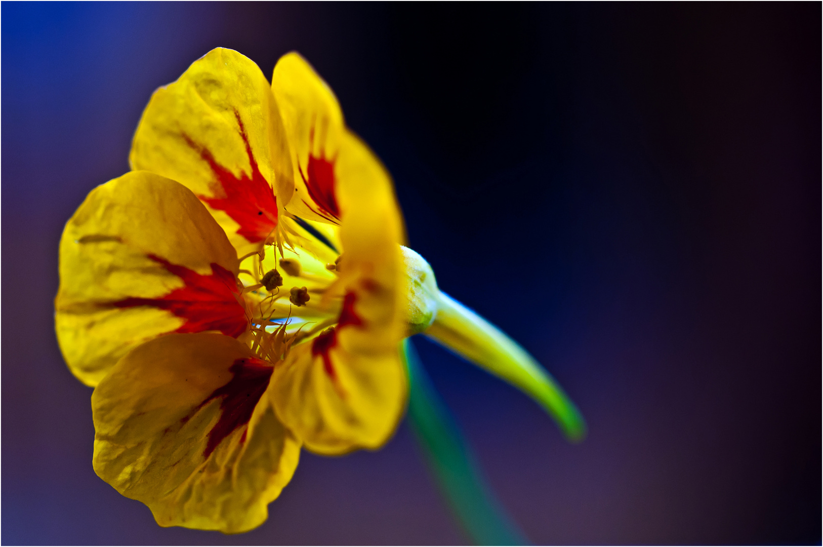 ein mir unbekanntes Blümchen