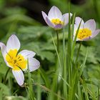 Ein mir unbekanntes Blümchen Jetzt weiß ich, es sind Wildtulpen,Danke für die Bestimmung!