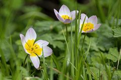 Ein mir unbekanntes Blümchen Jetzt weiß ich, es sind Wildtulpen,Danke für die Bestimmung!