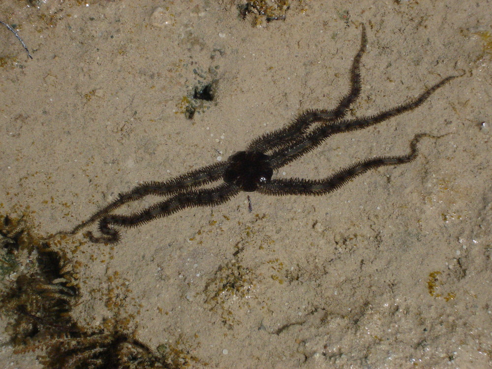 ein mir unbekanntes tier-gesehen am strand von sharm el sheikh.