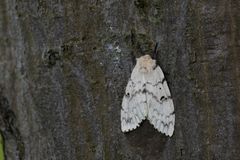 Ein mir völlig unbekannte Falter saß in fast völliger Dunkelheit auf einem Baum