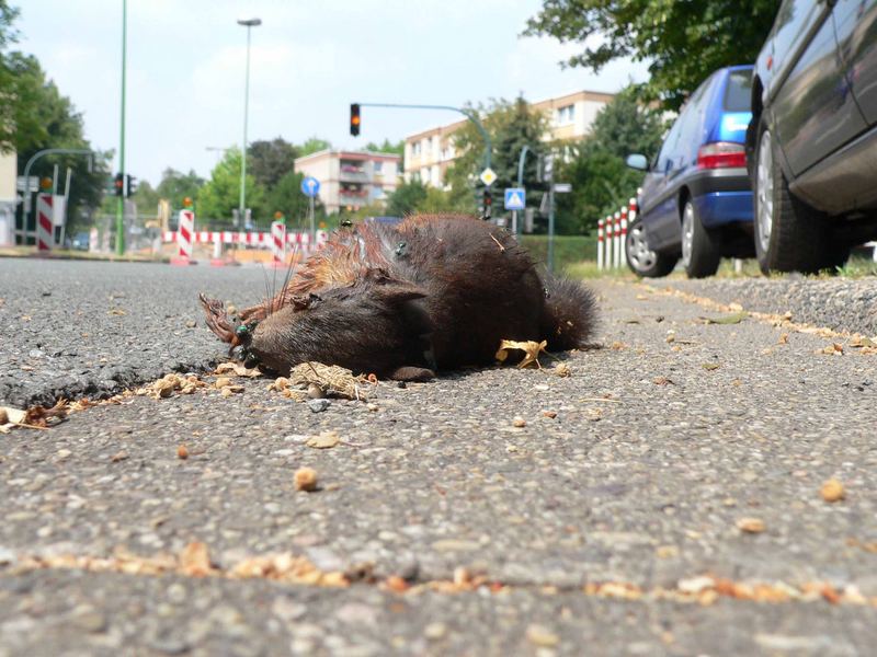 "Ein missglückter Aufbruch in die Zivilisation"