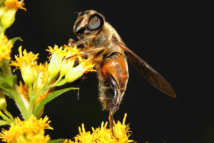 Ein "Mist-Bienchen" auf Suche (Schwebfliegenart)