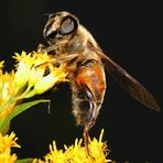 Ein "Mist-Bienchen" auf Suche (Schwebfliegenart)