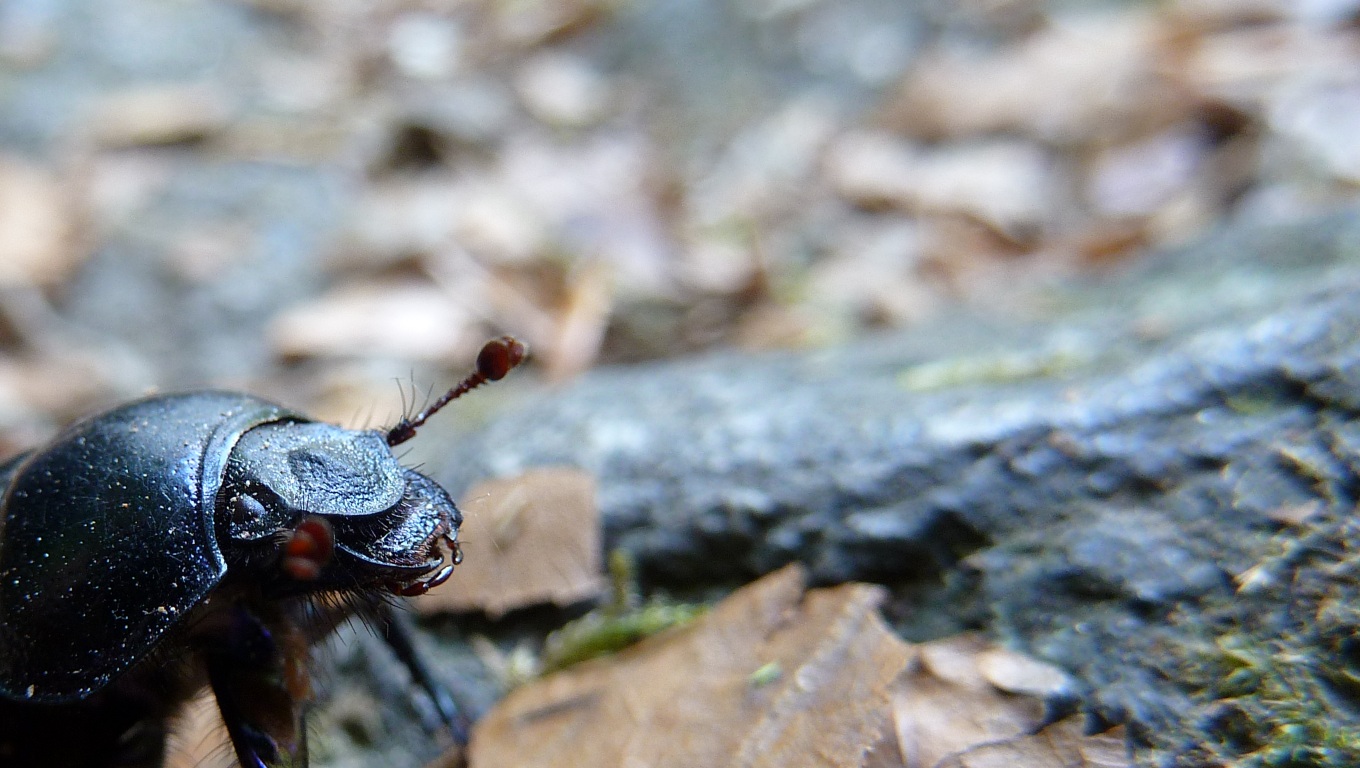 Ein Mistkäfer im Walde...