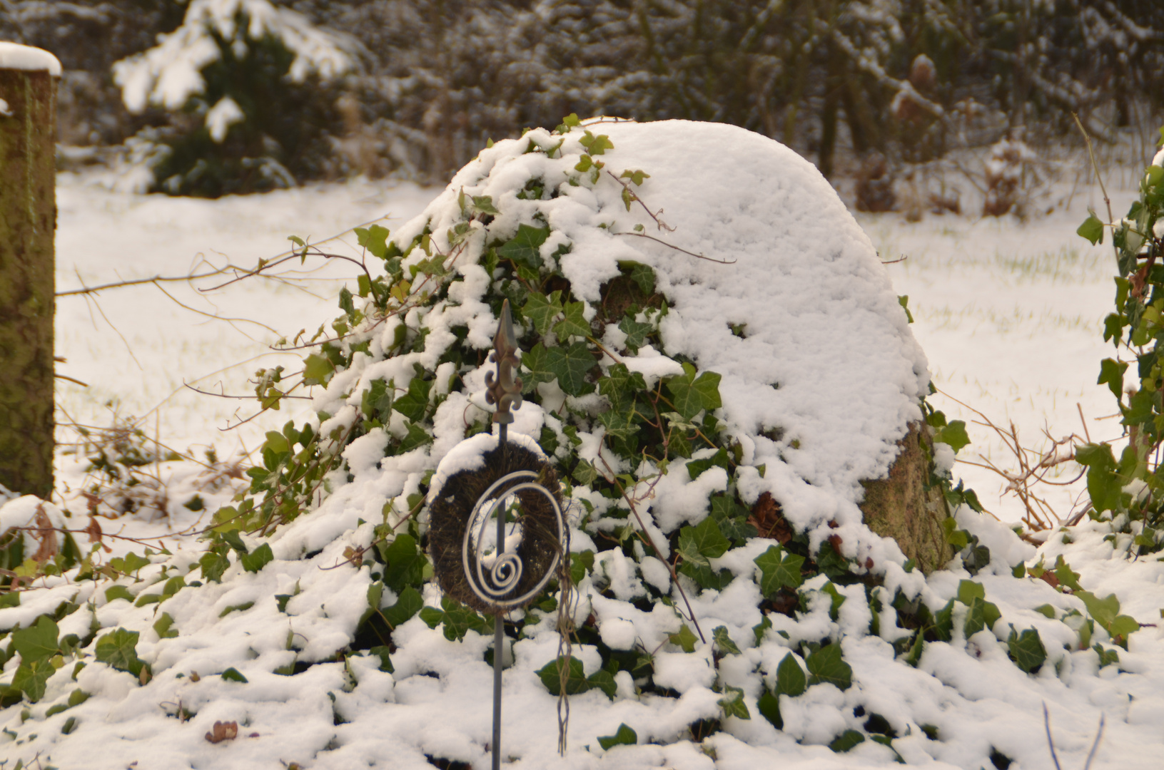 Ein mit Efeu bewachsener , schneebedeckter Findling