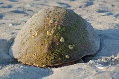 Ein mit Seepocken und Moos bedeckter Stein im Sandstrand...