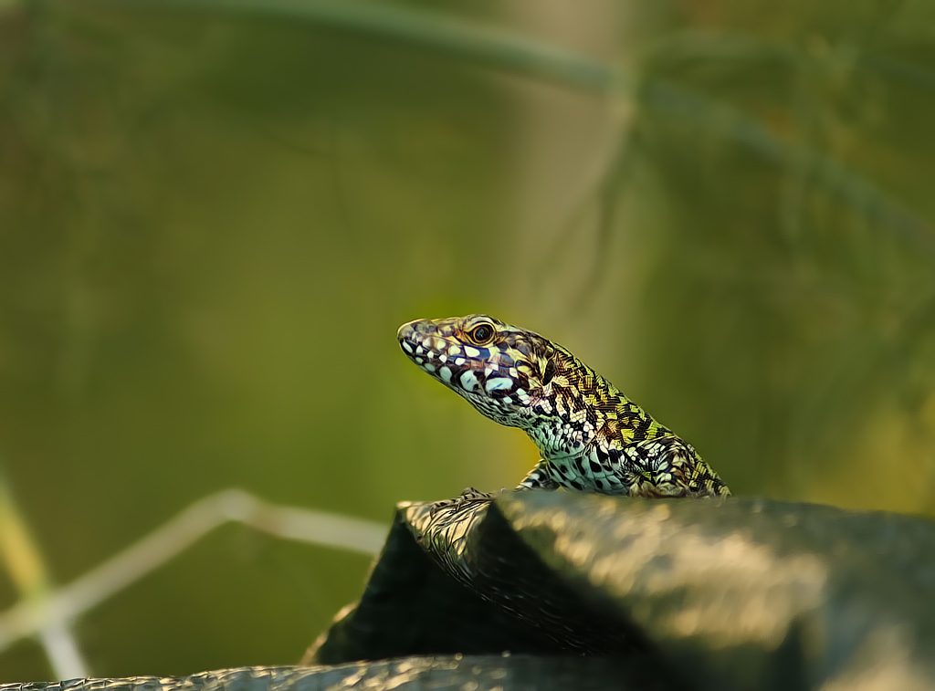 ein "Mitbewohner" in meinem Garten