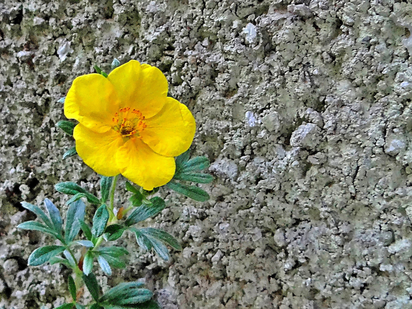 ein Mittwochs-Mauerblümchen