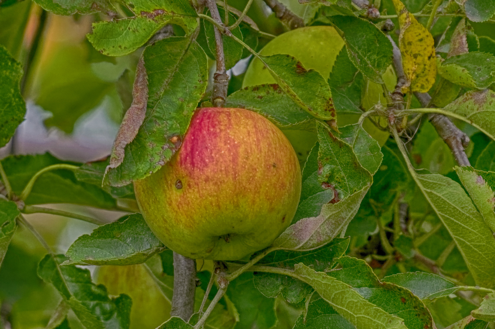 Ein Mittwochsapfel