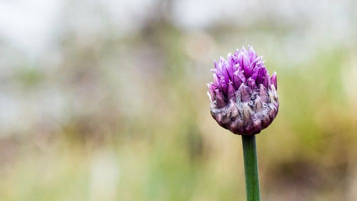Ein Mittwochsblümchen