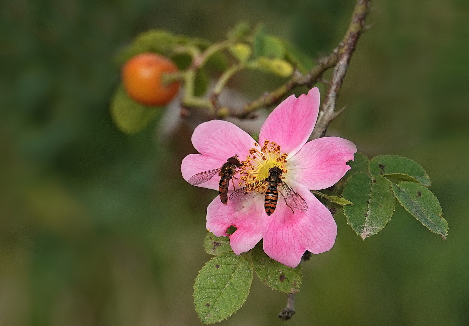 .... ein Mittwochsblümchen