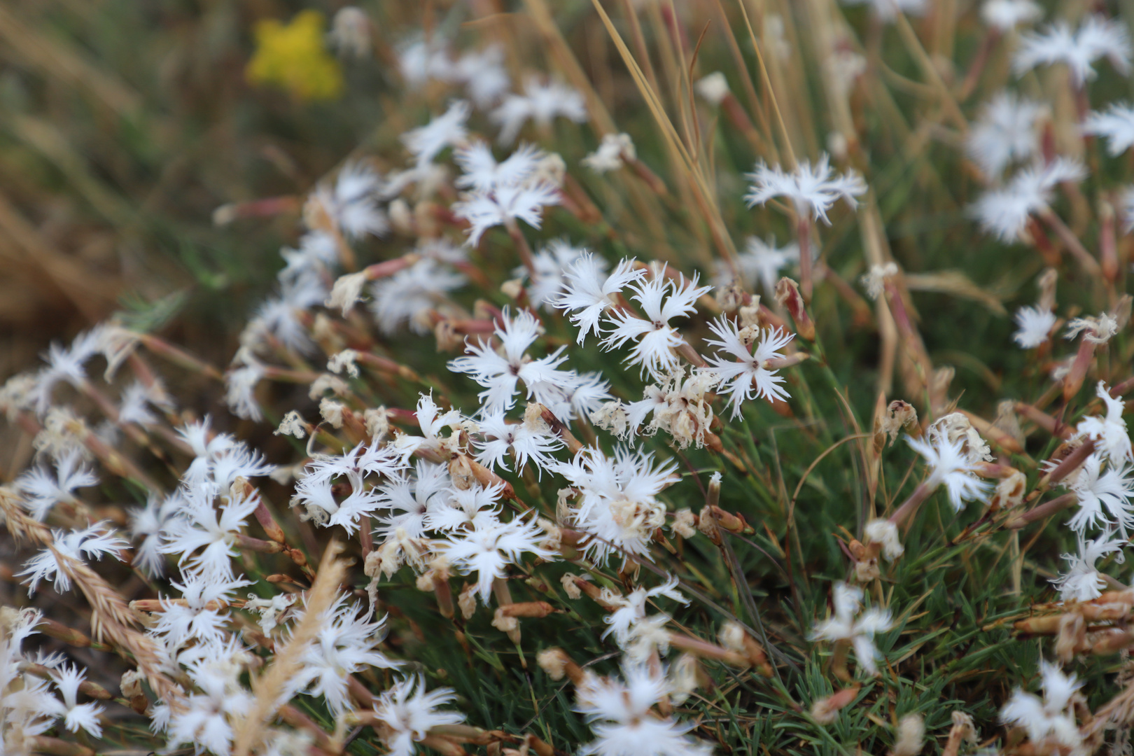 Ein Mittwochsblümchen - Die Sandnelke (Dianthus arenarius)