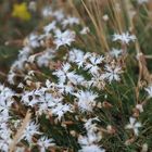 Ein Mittwochsblümchen - Die Sandnelke (Dianthus arenarius)