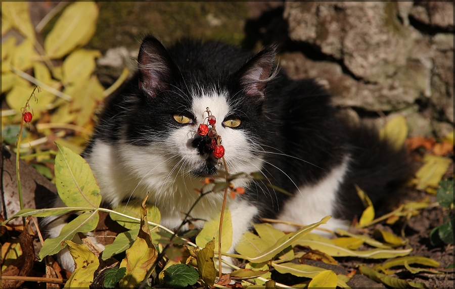 Ein Mittwochsblümchen, ...