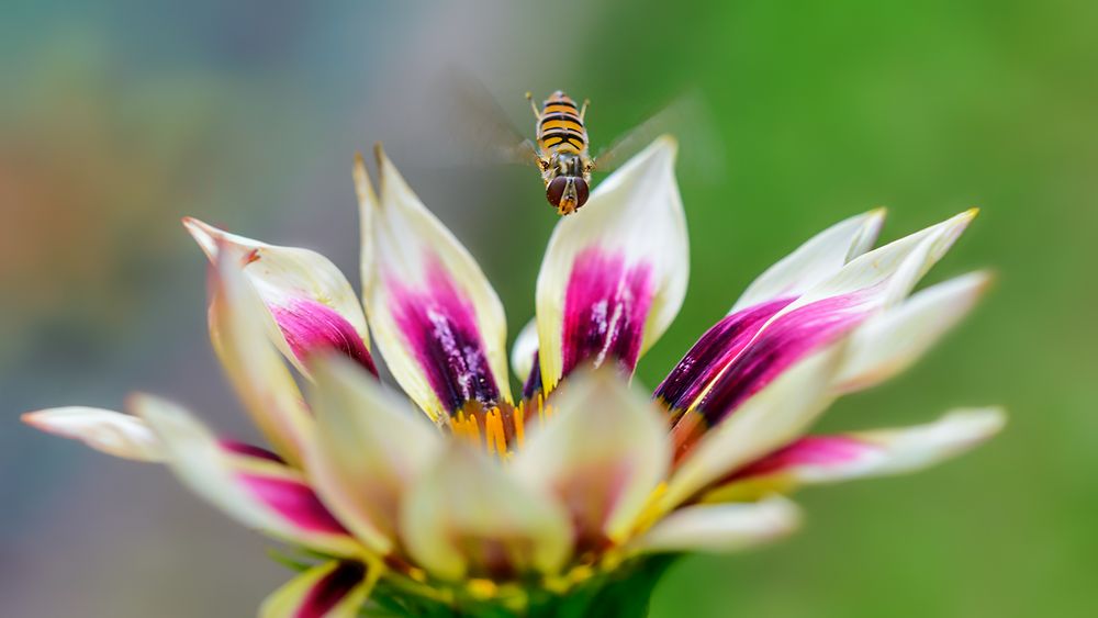 ein Mittwochsblümchen-Flieger