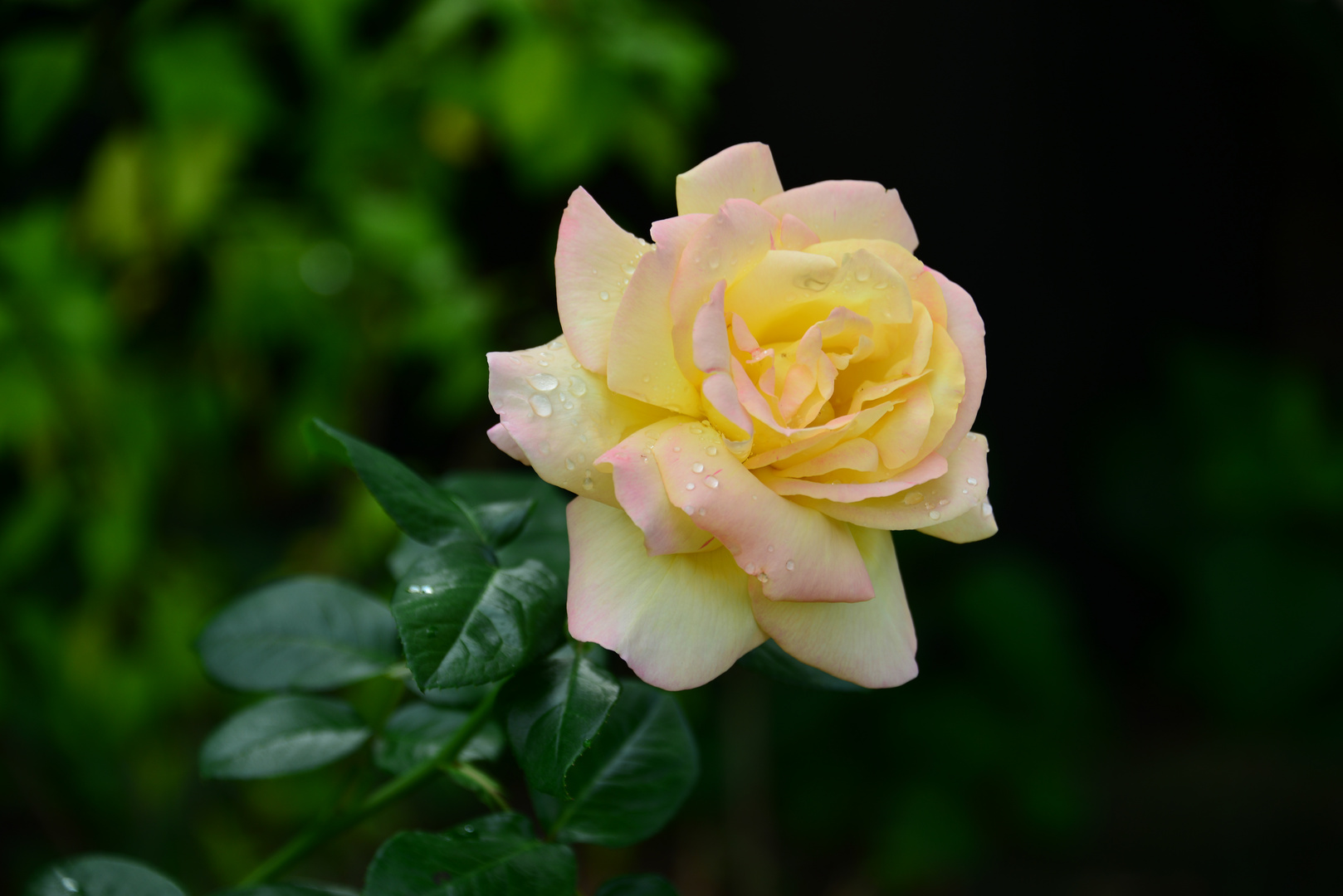 ein Mittwochsblümchen frisch aus dem Garten