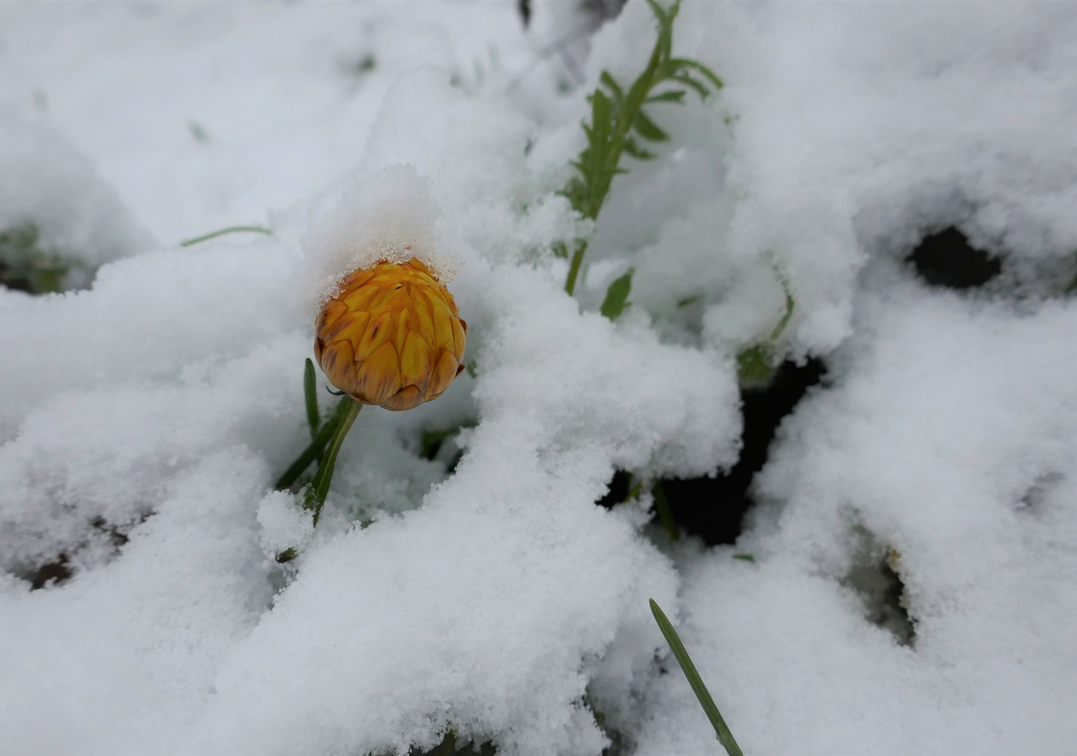 Ein Mittwochsblümchen im Schnee 