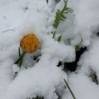 Ein Mittwochsblümchen im Schnee 