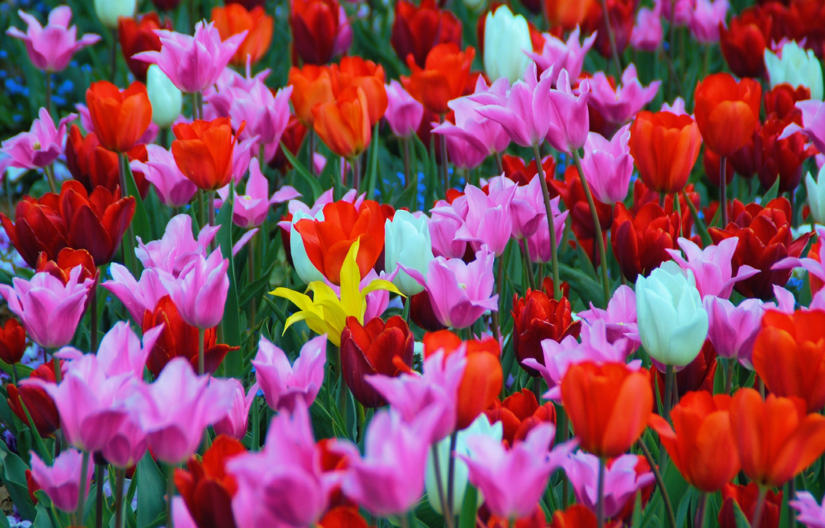 Ein Mittwochsblümchen unter vielen Mo,Di,Do,Fr,Sa+So-Blumen V