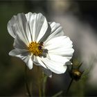 Ein "Mittwochsblümchengruß" frisch aus dem Garten