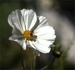 Ein "Mittwochsblümchengruß" frisch aus dem Garten