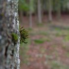 Ein Möslein steht im Walde... ;-)