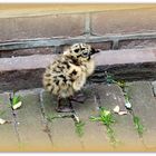 Ein Mövenkind allein in der Stadt