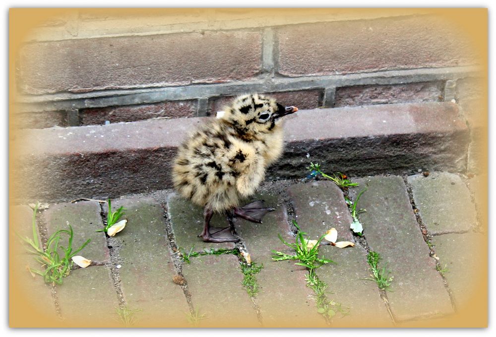 Ein Mövenkind allein in der Stadt