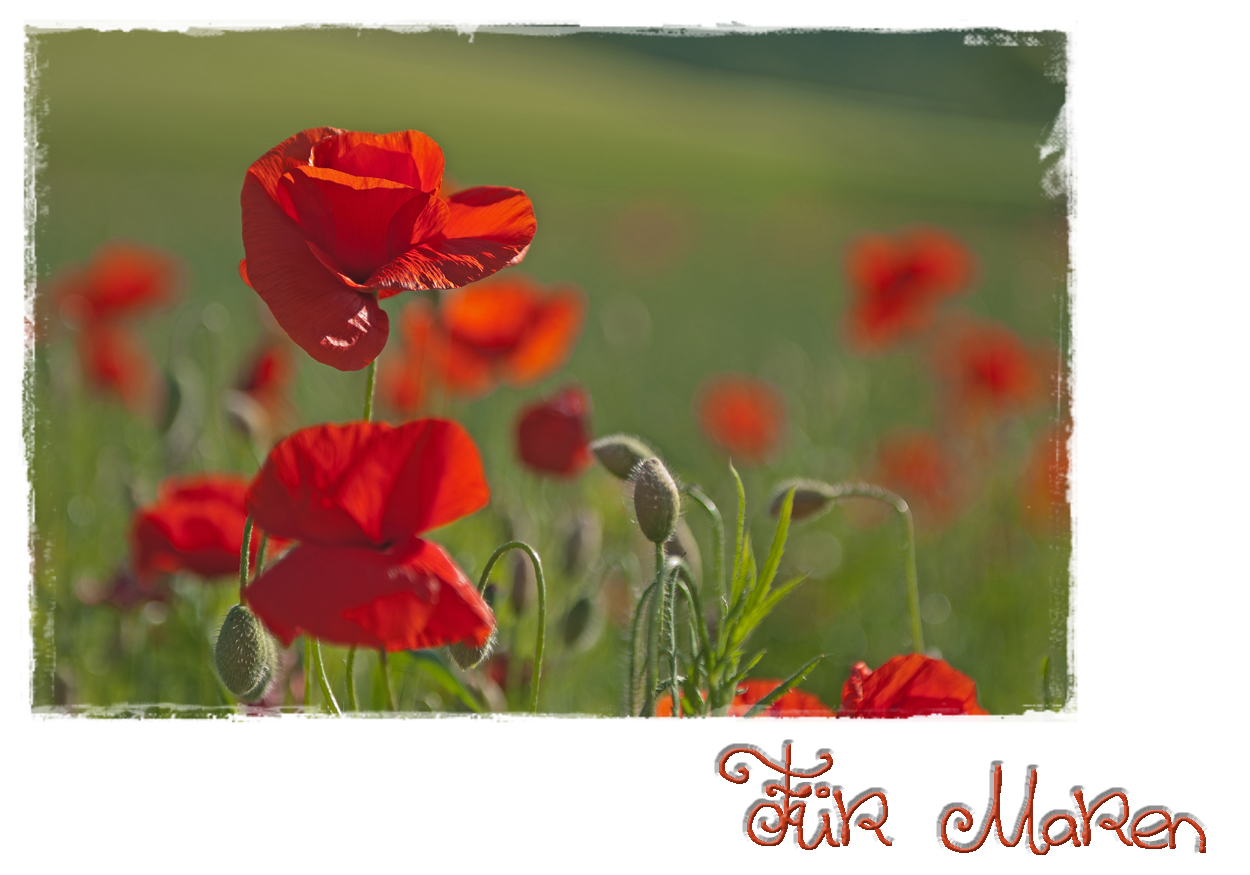 Ein Mohn für Maren