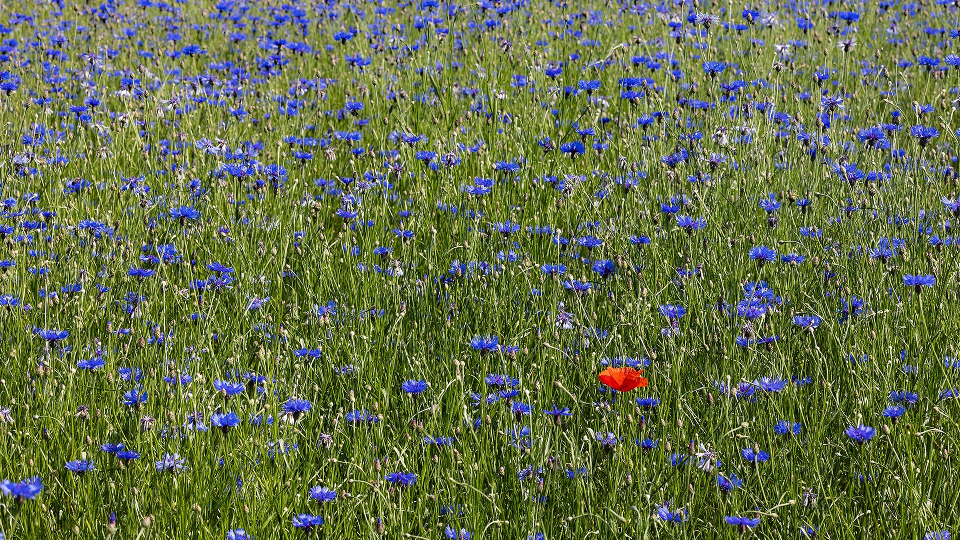 ein Mohn im Korn(blumen)feld