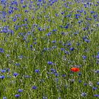 ein Mohn im Korn(blumen)feld