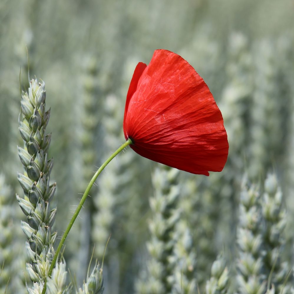 Ein Mohn im Kornfeld