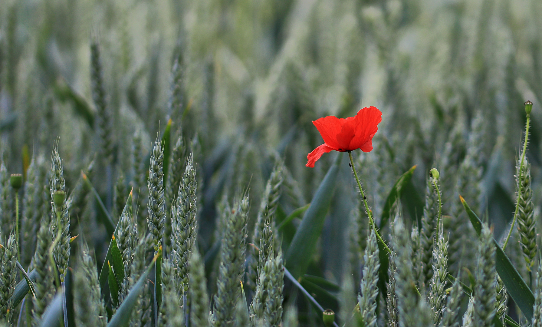 ein Mohn im Kornfeld.....