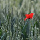 ein Mohn im Kornfeld.....