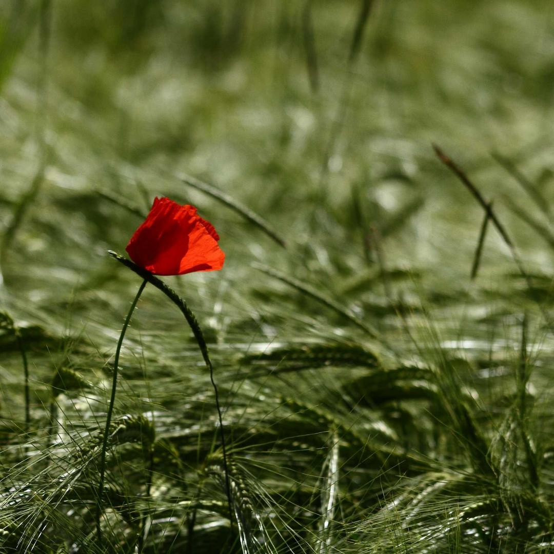 "Ein Mohn im Kornfeld 2"