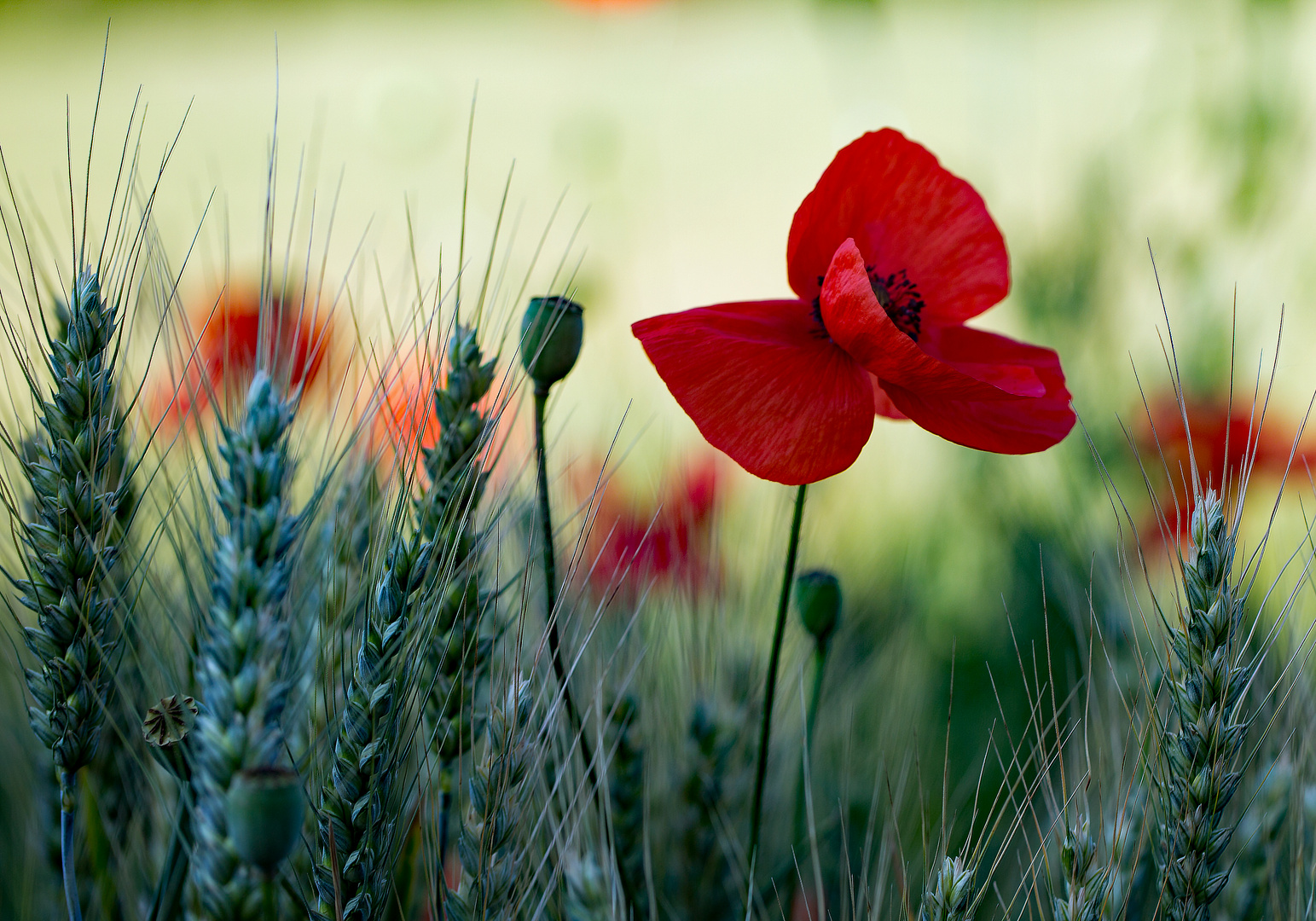 ein "Mohn" im Kornfeld