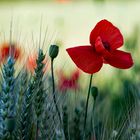 ein "Mohn" im Kornfeld