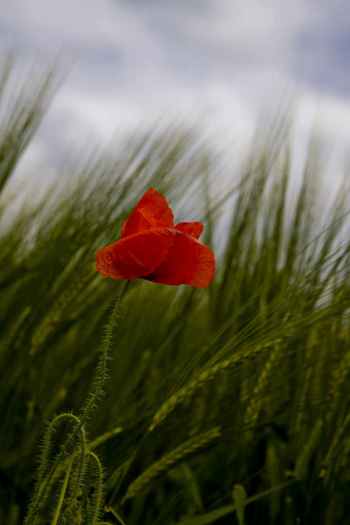 Ein Mohn im Kornfeld...