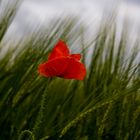 Ein Mohn im Kornfeld...