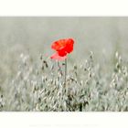 Ein Mohn im Kornfeld #3062