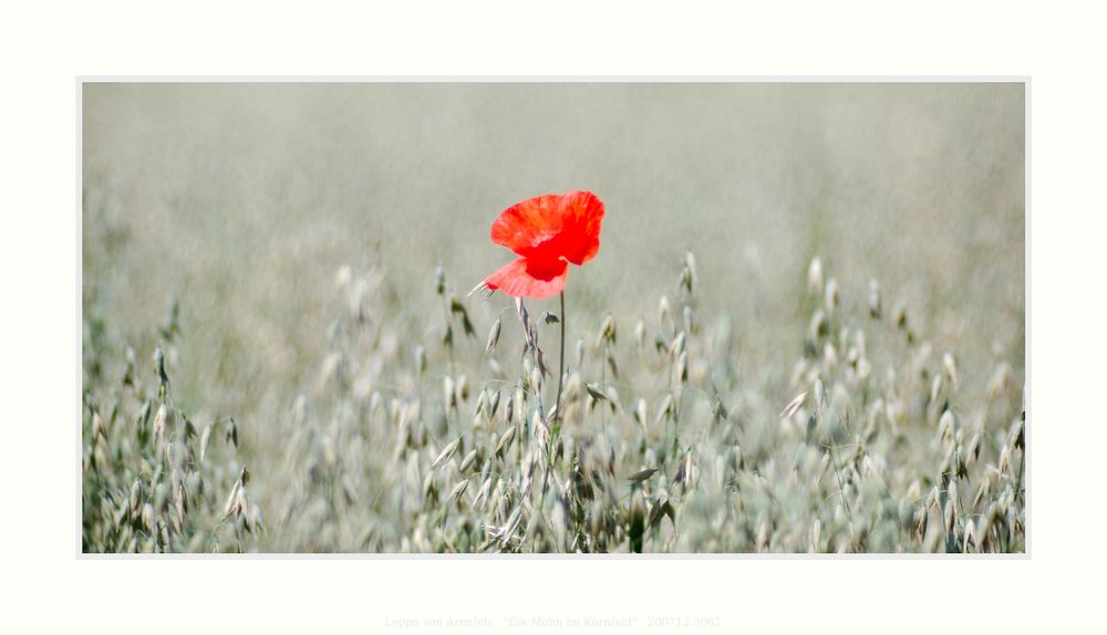 Ein Mohn im Kornfeld #3062