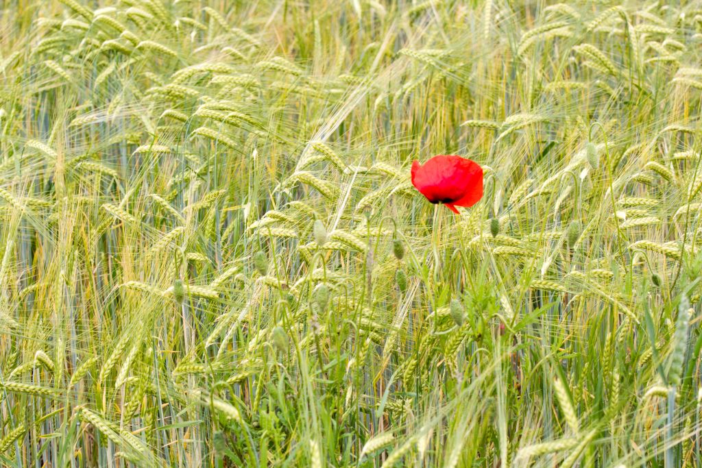 Ein Mohn im Kornfeld