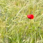 Ein Mohn im Kornfeld