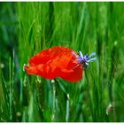 Ein Mohn im Kornfeld