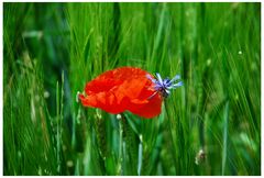 Ein Mohn im Kornfeld