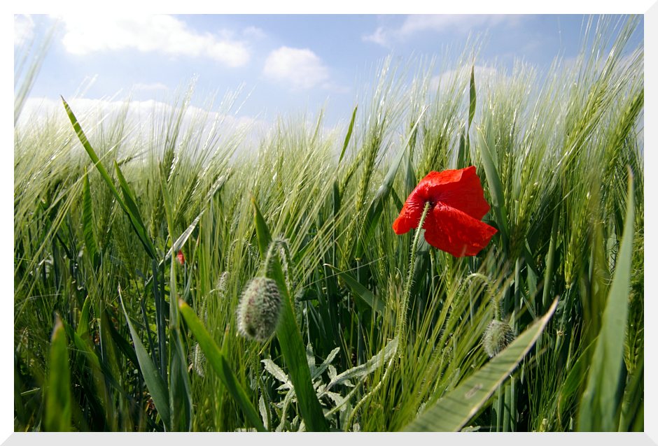 Ein Mohn im Kornfeld