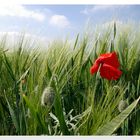 Ein Mohn im Kornfeld