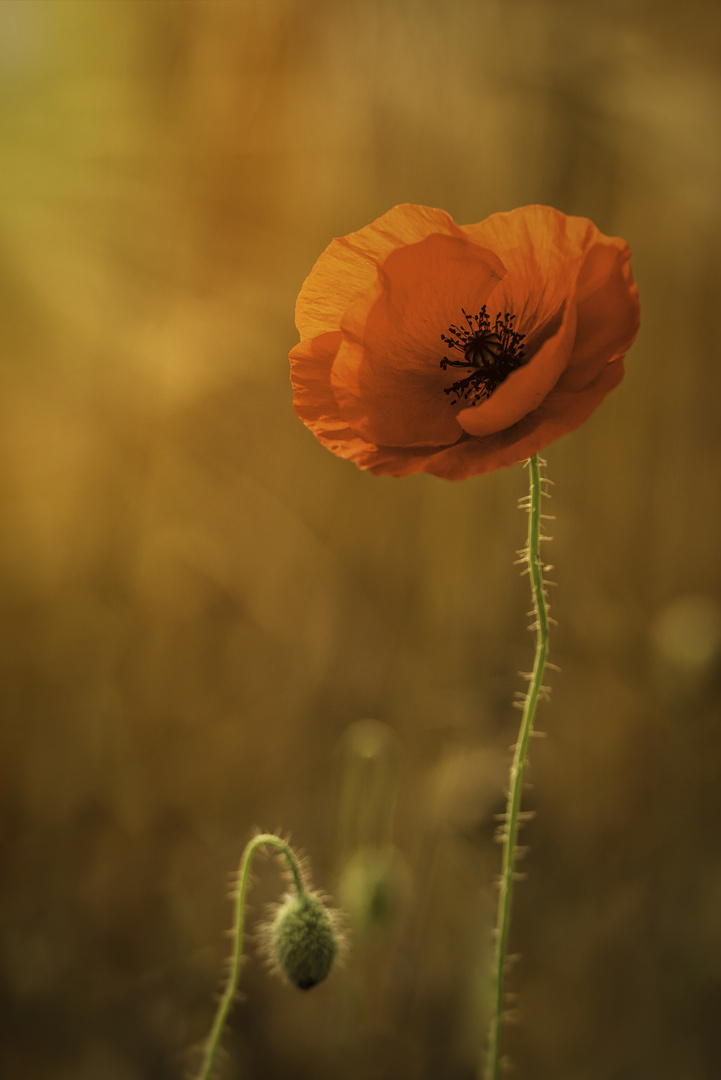 Ein Mohn im Kornfeld