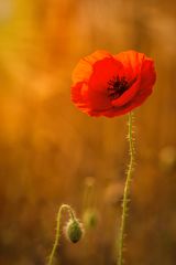 Ein Mohn im Kornfeld